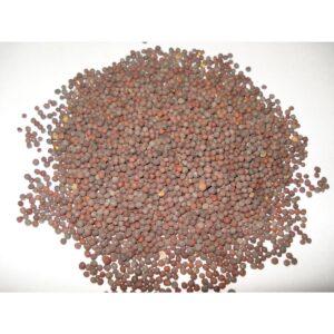 black mustard seeds