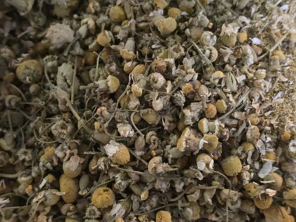 chamomile