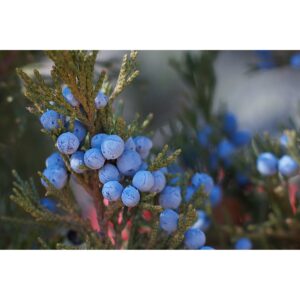 juniper berries