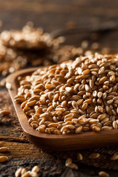 organic spelt grain